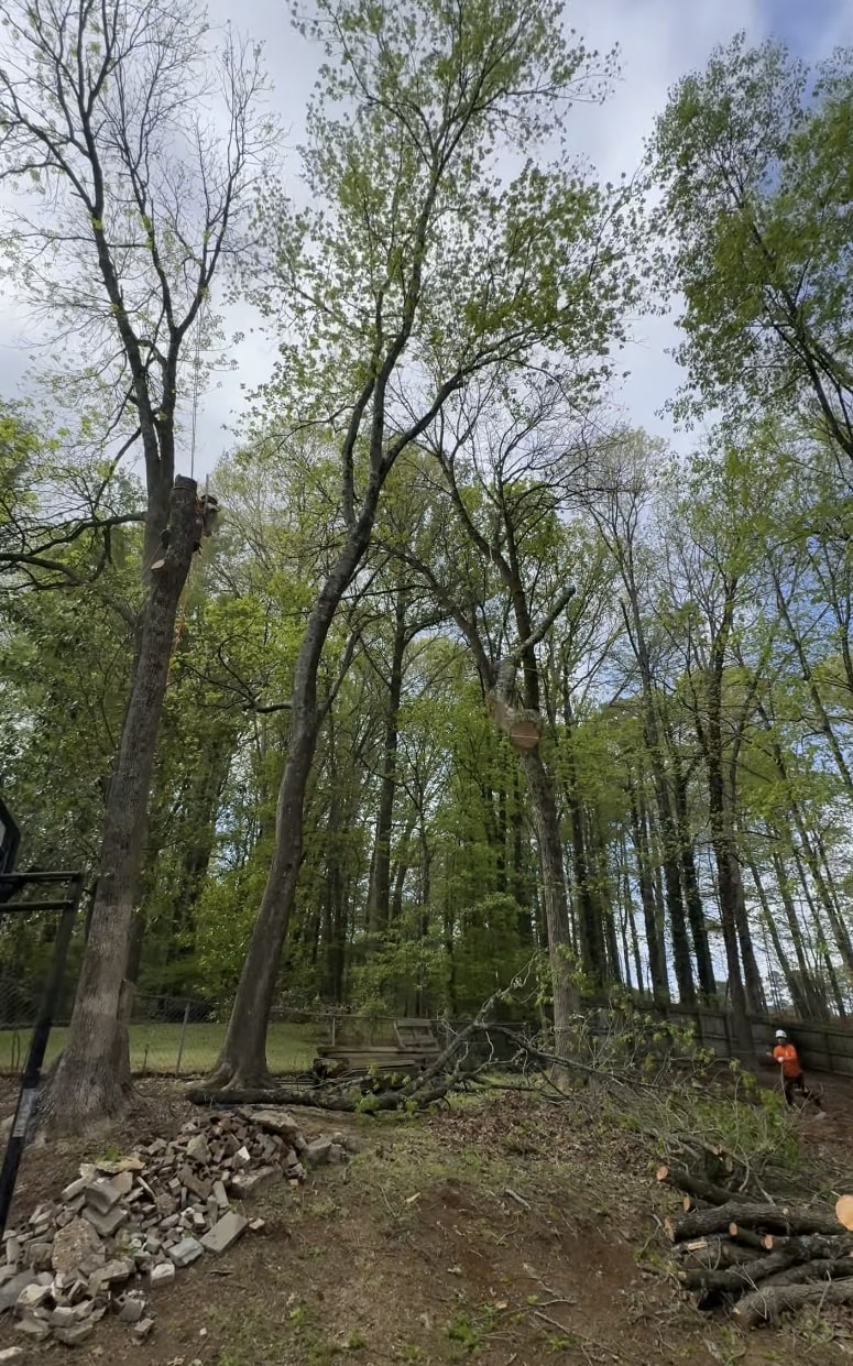 Expert tree removal and trimming services in Greenacres, FL Professional tree service technicians working safely in tall trees