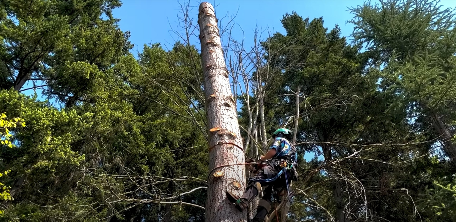 Certified tree climber providing professional pruning and maintenance Skilled arborist with safety harness performing tree climbing and pruning services