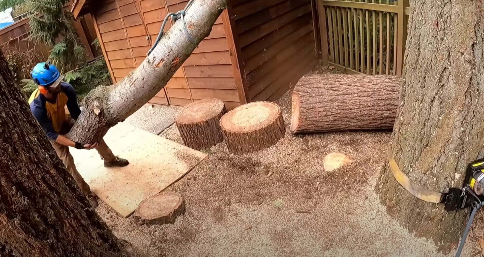 Complete tree removal with thorough cleanup and debris management Tree removal project showing cut logs and professional cleanup in residential backyard