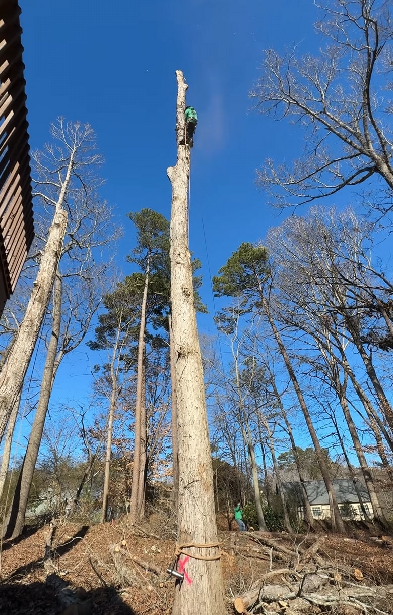 Professional tree climbing and removal of hazardous dead trees Tree service technician using climbing equipment to remove tall dead tree trunk