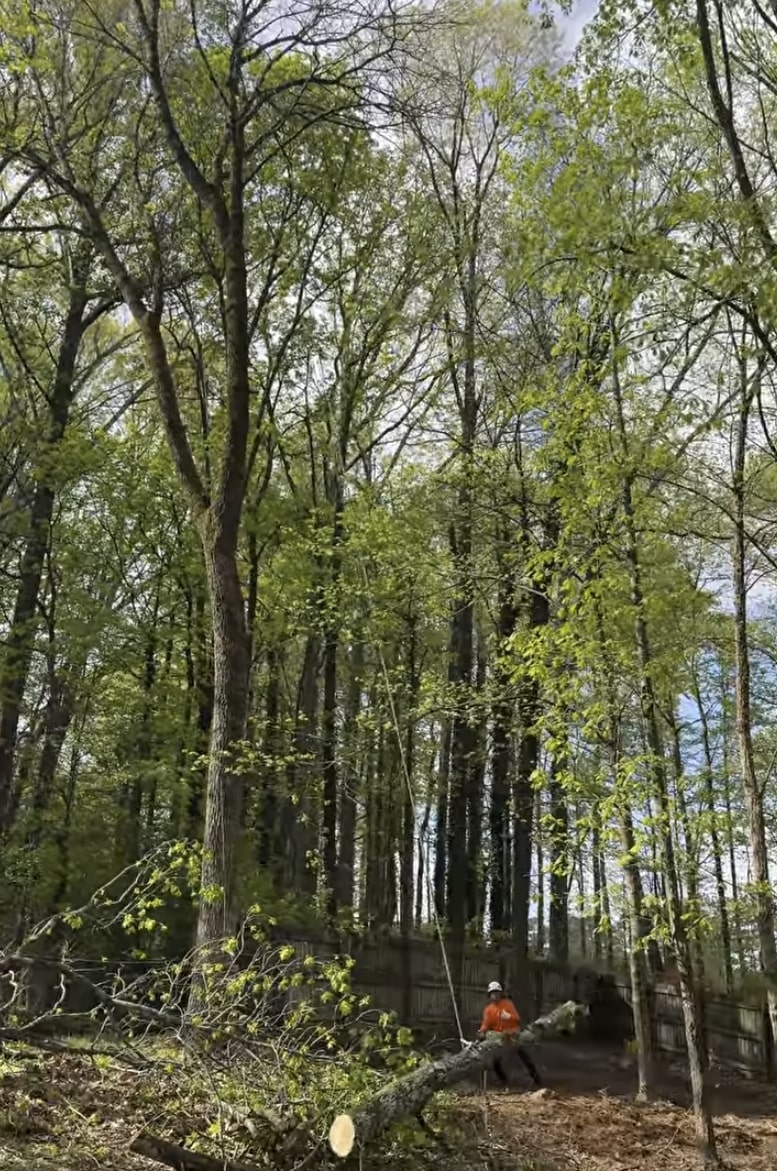 Expert tree removal services with professional safety equipment in Greenacres Professional arborist safely removing tree branches in forested residential area